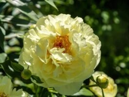 Жовта півонія Lemon Chiffon: Сонячна краса вашого саду