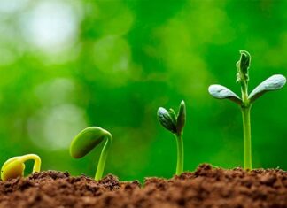 Как ускорить рост и развитие растений с помощью микроудобрений