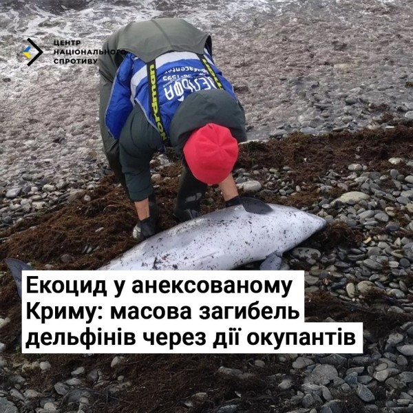 Экоцид оккупантов РФ: в Крыму фиксируют массовую гибель дельфинов из-зы действий захватчиков – ЦНС
