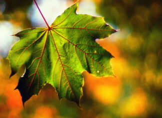 Синоптический прогноз: когда украинцам ждать последних теплых дней и резких климатических перемен