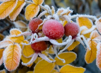 Арктический фронт накроет Украину: синоптики предупредили о резком похолодании