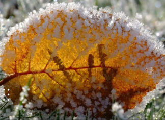 Первые заморозки атакуют: синоптики предупредили украинцев о холодном фронте