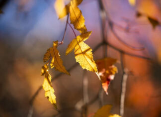 Синоптики раскрыли детали ноябрьских температурных контрастов в Украине