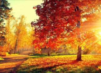 Внезапное потепление: Синоптики обещают украинцам идеальный осенний день