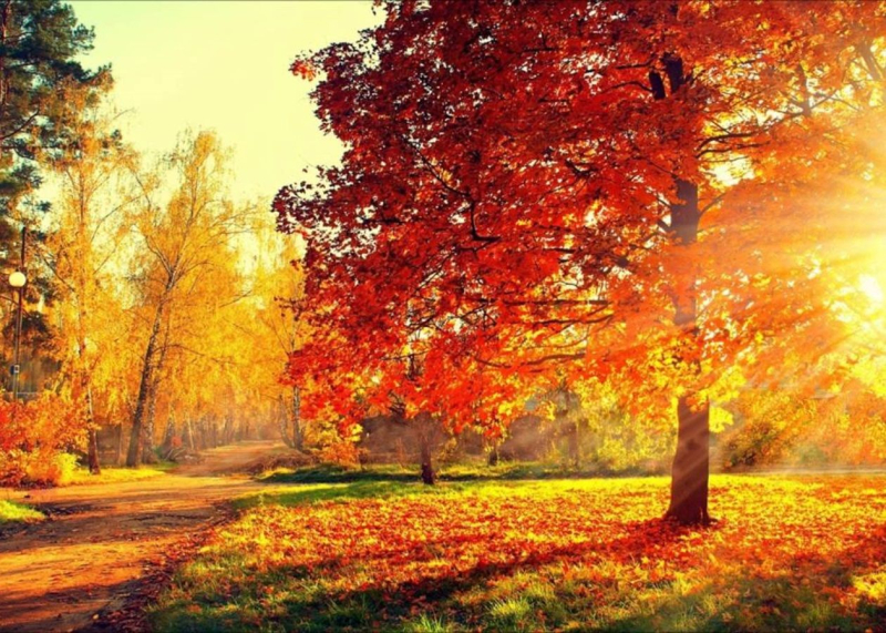 Октябрь завершится теплом: Украину ждет идеальный осенний четверг