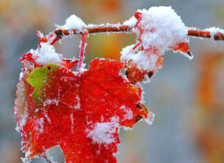 Резкое похолодание надвигается: синоптики предупредили о ранних заморозках в ноябре