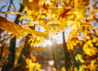 Аномальное потепление накроет Украину: синоптики раскрыли сценарий резкого изменения погоды