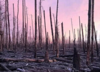 Потери оккупантов на Луганщине: десятки погибших в Серебрянском лесничестве