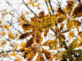 Предзимние качели: как аномальное тепло и первые заморозки разделят Украину на выходных