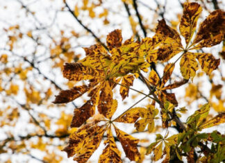 Предзимние качели: как аномальное тепло и первые заморозки разделят Украину на выходных