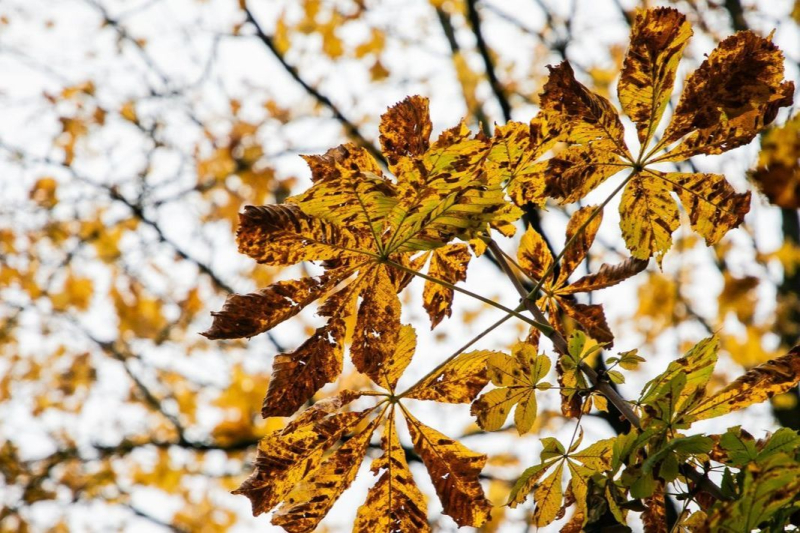 Предзимние качели: как аномальное тепло и первые заморозки разделят Украину на выходных