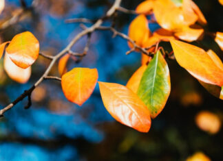 Аномальное тепло в ноябре: синоптики раскрыли подробности затяжного «бабьего лета» в Украине