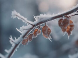 Зимние качели: В Украине ожидается резкая смена температурного режима с аномальным потеплением и последующими морозами