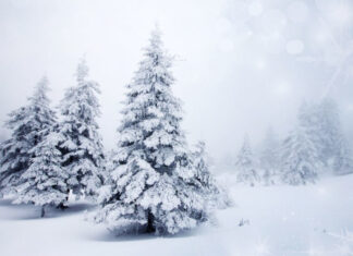 Аномальное тепло: синоптики предупредили о нетипичной зиме в Украине