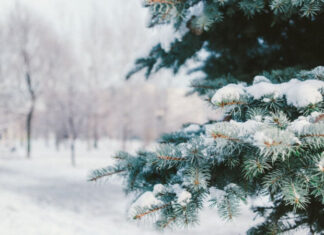 Морозный удар: синоптики раскрыли сроки наступления зимы в Украине