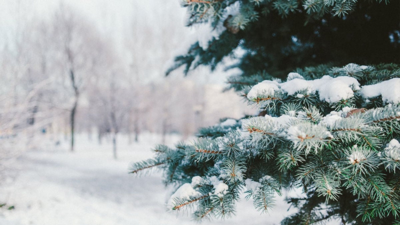 Морозный удар: синоптики раскрыли сроки наступления зимы в Украине