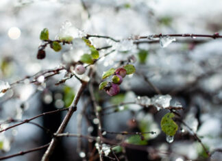 Оттепель надвигается: синоптики обещают резкое потепление в Украине