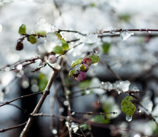 Оттепель надвигается: синоптики обещают резкое потепление в Украине