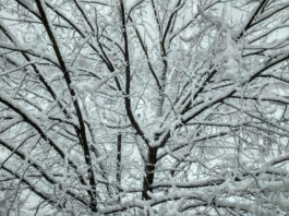 Арктический экстрим: Украину накроют аномальные морозы до -20 градусов