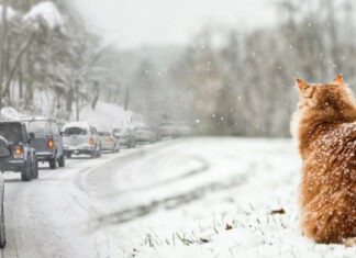Аномальная зима: Синоптики раскрыли особенности погоды в Украине в январе-феврале 2026 года