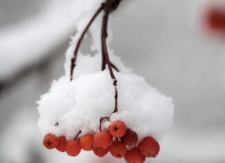 Лютый мороз атакует: в каких областях Украины ожидаются экстремальные холода