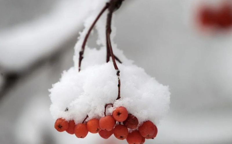 Лютый мороз атакует: в каких областях Украины ожидаются экстремальные холода