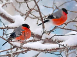 Циклоны атакуют: Украину ждут аномальные морозы до -20 и опасные погодные явления