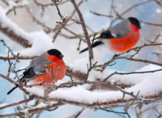 Циклоны атакуют: Украину ждут аномальные морозы до -20 и опасные погодные явления