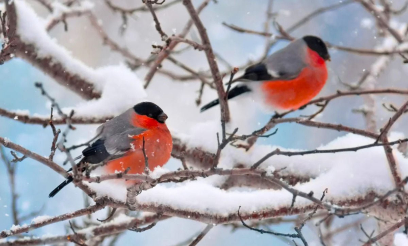 Циклоны атакуют Украину