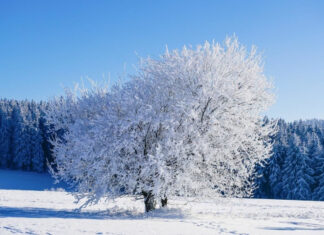 Украину накроет арктическая волна: Синоптики предупредили о резком похолодании до -25°C