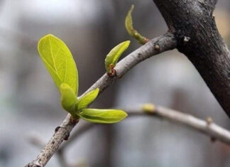 Весна входит с характером: Украину ждет потепление и коварные утренние заморозки