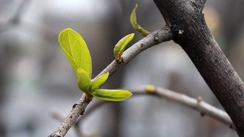 Весенняя погода в Украине