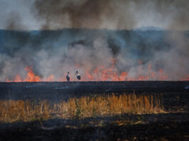 Аномальное тепло в Украине: антициклон «Конрад» включил режим пожарной опасности