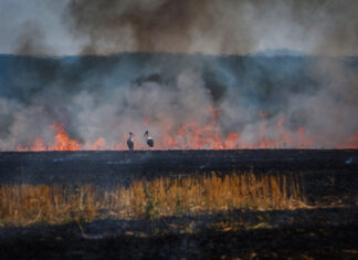 Аномальное тепло в Украине: антициклон «Конрад» включил режим пожарной опасности