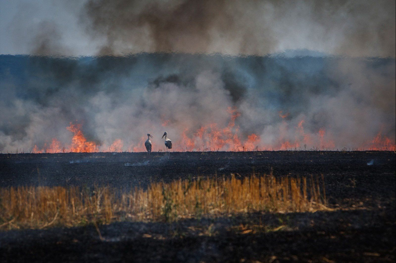 Аномальное тепло в Украине