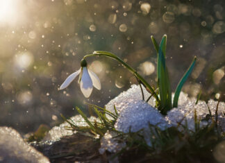Весенний антициклон: украинцев ждет солнечный и теплый уикенд