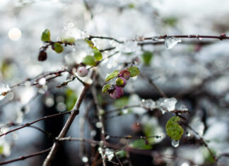 Первая неделя марта: где украинцев ждет весеннее потепление до +15°С